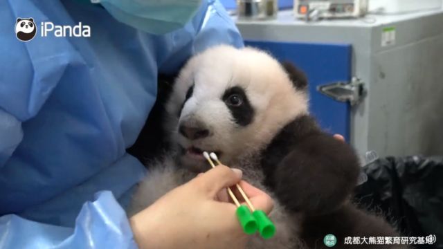 A person in blue protective clothing holds cotton swabs next to a panda's mouth