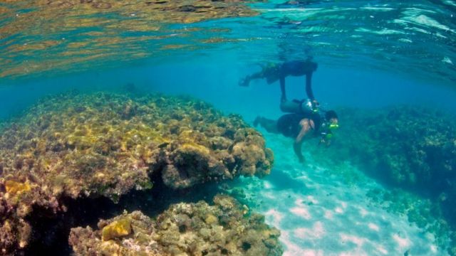 Pessoa mergulhando em meio aos corais de Maragogi, no Alagoas