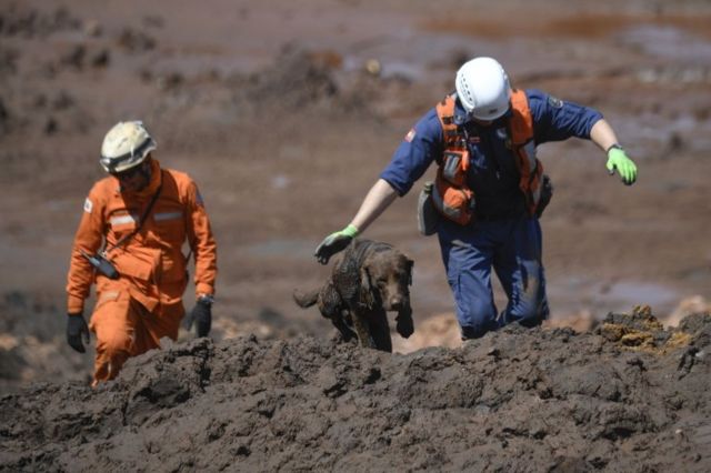 Cão farejador da equipe de bombeiros de Santa Catarinabusca por vítimas no córrego do Feijão