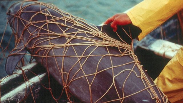 Una vaquita marina muerta atrapada en una red de enmalle.