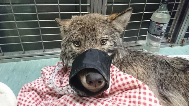 A grey wolf stares straight into the camera with a muzzle on its snout, lying on the floor of a vet's office