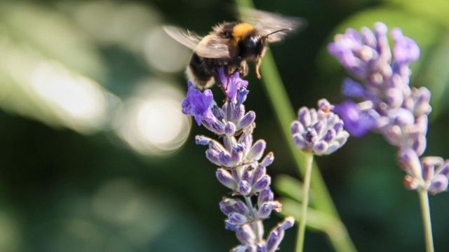 Una abeja sobre una flor
