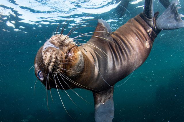 A sea lion pup with a hook in its mouth