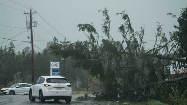A vehicle avoiding a fallen tree.