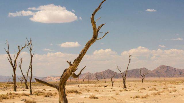 Árvores secas no deserto