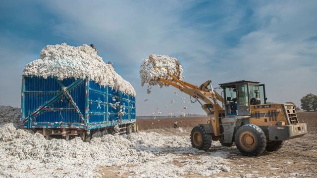 Si nous abandonnons les matériaux d'habillement synthétiques, la production de coton devra être considérablement augmentée.