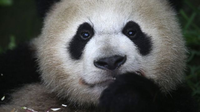 Un panda gigante comiendo bambú. en junio de 2015, en China.