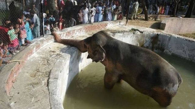 চিড়িয়াখানায় একটি হাতি।