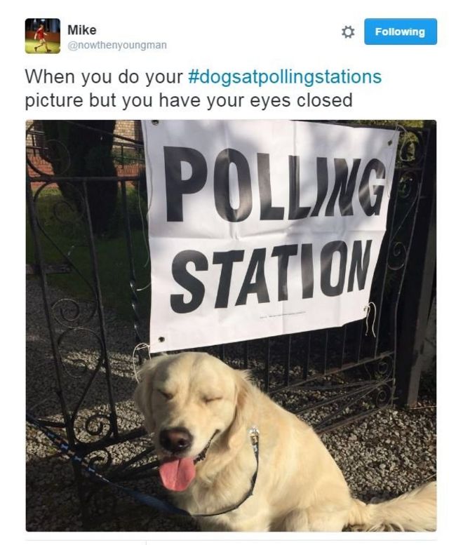 「#投票所に犬」