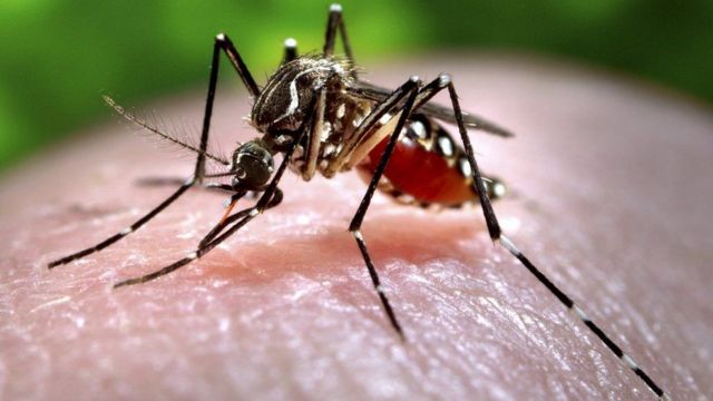 Imagen de un mosquito Aedes aegypti