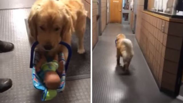 Ben the dog carries toys to a desk