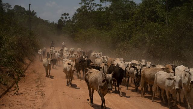 Cattle herd walking up dirt road in Brazil