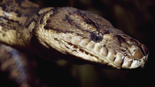 O homem que recebeu picadas de 200 cobras em nome da ciência - BBC News  Brasil