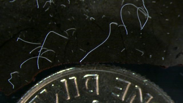 Na imagem, é possível ver a bactéria Thiomargarita magnifica (filamentos brancos) em comparação com uma moeda de 10 centavos de dólar © The Regents of the University of California, Lawrence Berkeley National Laboratory