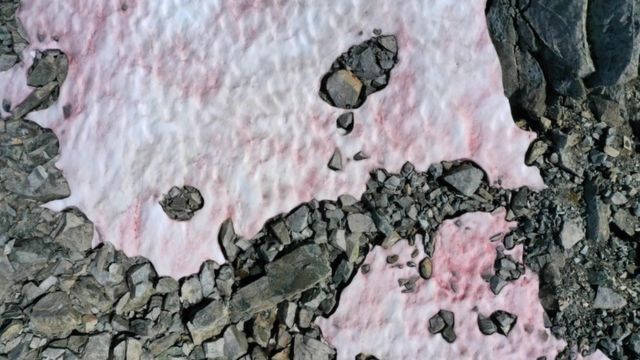 An aerial picture taken on July 3, 2020 above the Presena glacier near Pellizzano , shows pink colored snow, supposedly due to the presence of colonies of algae of the species Ancylonela nordenskioeldii from Greenland