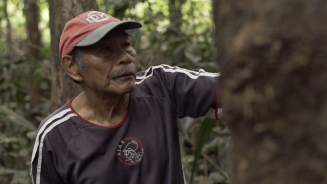 Cacique Calixto Kuiru muestra cicatrices en el tronco de un árbol de caucho