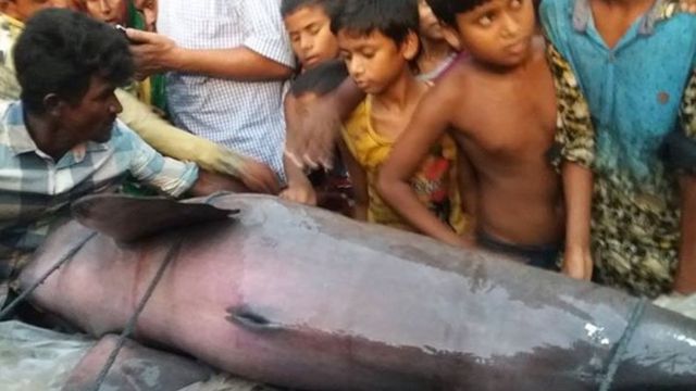 ডলফিনটিকে বাঁচানোর প্রচেষ্টা।