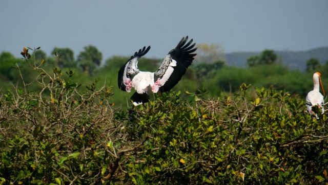 வேடந்தாங்கல் பறவைகள் சரணாலயம்