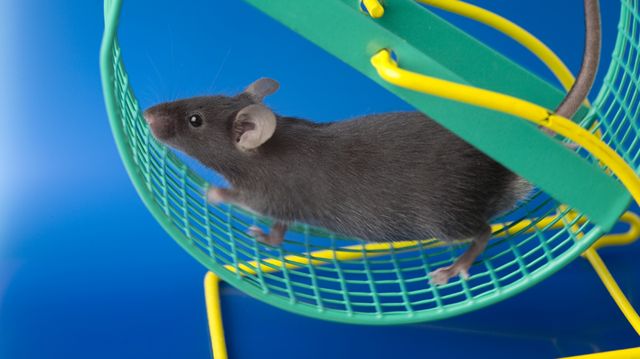 Un ratón en una rueda