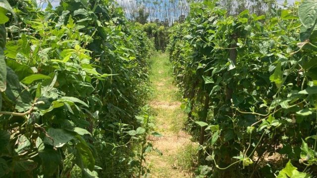 பயிர் நிலம்