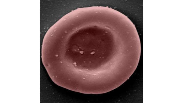 A red blood cell cultured in a laboratory