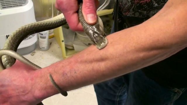 O homem que recebeu picadas de 200 cobras em nome da ciência - BBC News  Brasil