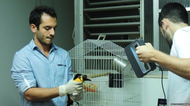 Mutilated toucan gets 3D-printed beak prosthesis