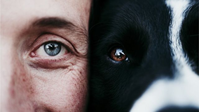 Chimenea Señuelo Baño Los perros lloran de alegría cuando se reencuentran con sus dueños, según  un nuevo estudio - BBC News Mundo