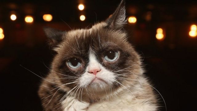 غرامبي كات: نفوق القطة الأسطورة التي حازت شهرة عالمية - BBC News عربي