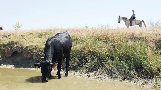 كيف يعود رعي المواشي لإنقاذ العالم في المستقبل؟