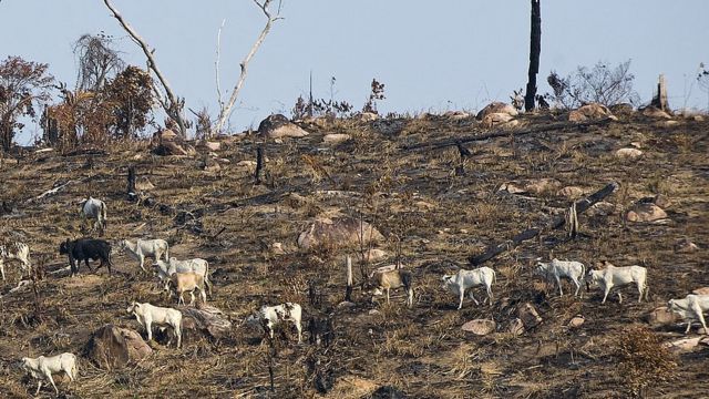 大群牛羊啃光草地也能造成生物种群数量下降。(photo:BBC)