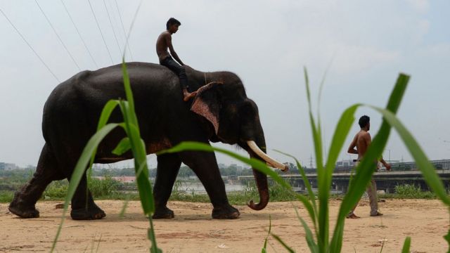 Rumah sakit gajah untuk pertama kalinya didirikan di India - BBC News