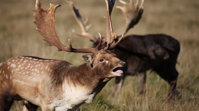 OS CERVOS, VEADOS E CORÇAS (Cervidae)🦌 