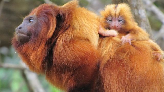 Espécies de macaco - Importância para o equilíbrio do meio ambiente