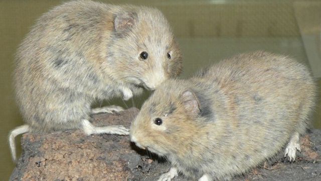 Оркнейские полевки