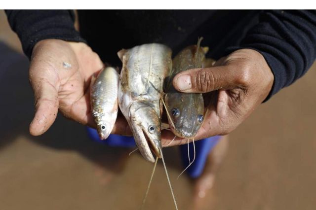 44岁的老村民尼特旺（Prasit Intawong）住在清莱市的华鲁村，一边笑着说，一边把鱼一只一只从渔网中拿出来。
