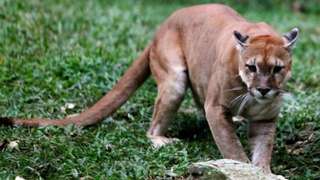 В венесуэльском зоопарке около 50 животных умерли от голода - BBC News ...