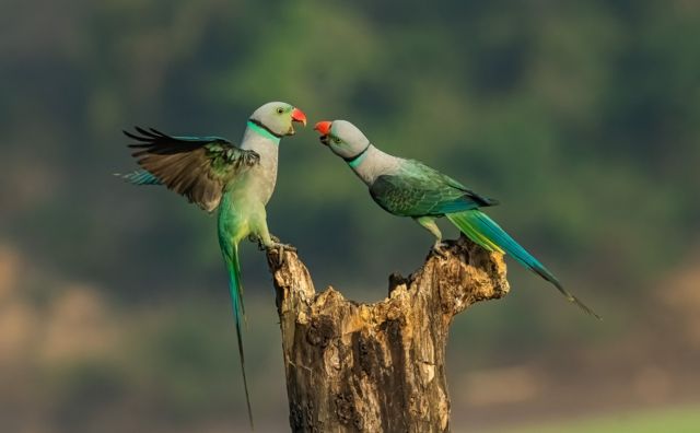 Two Malabar parakeets fighting in Karnataka, India.