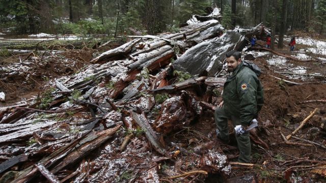 Estados Unidos: cómo los árboles muertos se han convertido en un negocio  millonario en California - BBC News Mundo