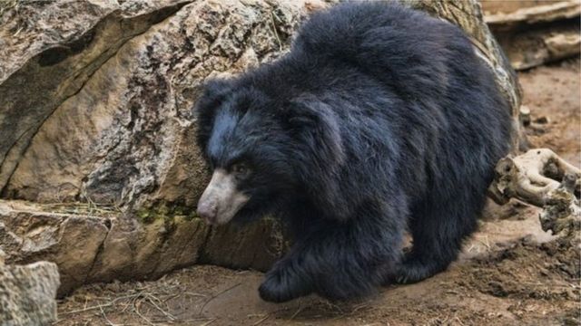 bear,වලසා