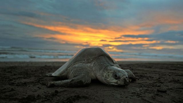 Una tortuga olivácea desova en la playa de Ostional