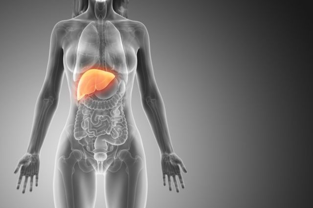 Ilustração do interior do corpo de uma mulher com o fígado destacado em vermelho