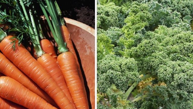 Zanahorias y kale