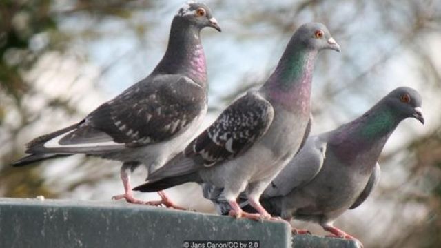 कबूतरों को बुरी ख़बर से होता है प्रेम - BBC News हिंदी
