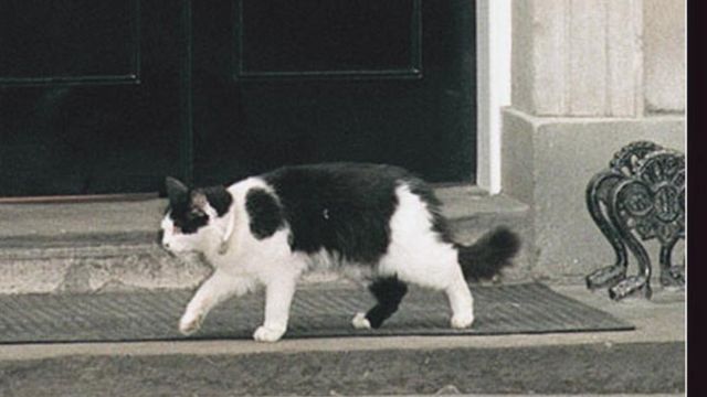 首相府的貓