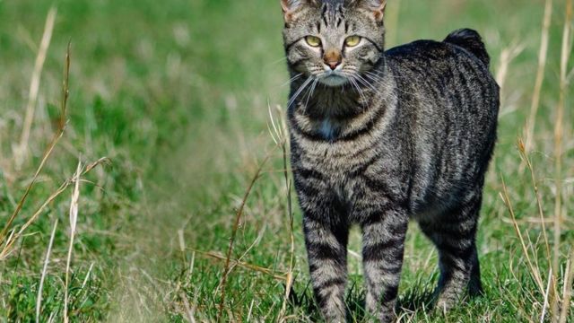 Як кішки з острова Мен втратили свої хвости - BBC News Україна