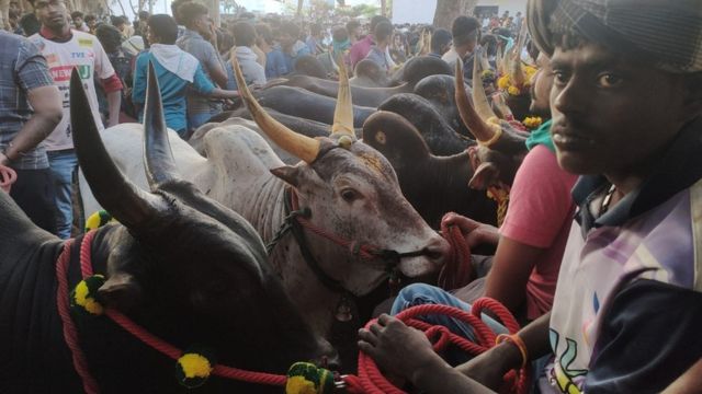 Bulls waiting for their chance to see the field on the way to the drain