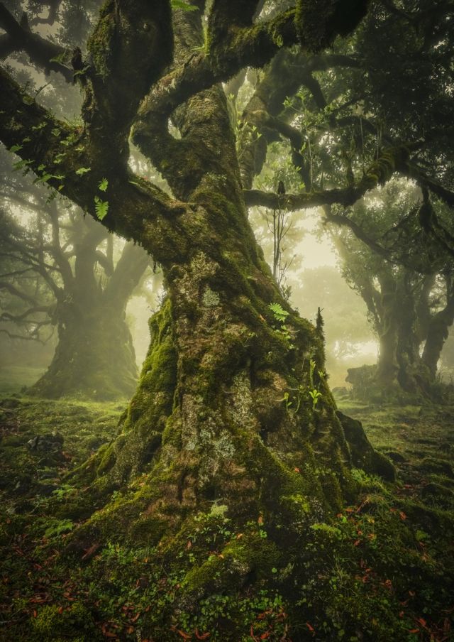 A photo of an old tree in a green forest