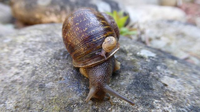 Jeremy the lefty snail and one of his offspring
