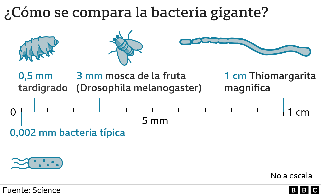 Gráfica